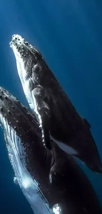 This stunning live wallpaper features humpback whales swimming together in the ocean