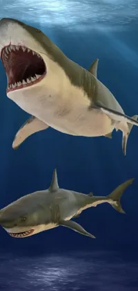 Water Requiem Shark Lamniformes Live Wallpaper