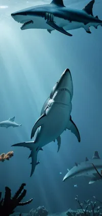 Water Requiem Shark Vertebrate Live Wallpaper