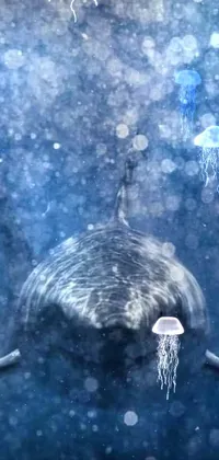 Get mesmerized by this stunning phone live wallpaper featuring a great white shark swimming in the ocean