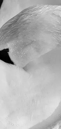 This phone live wallpaper features a black and white macro photograph of a swan's head that is sure to stun