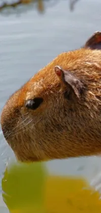 Water Rodent Whiskers Live Wallpaper
