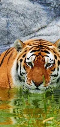 Water Siberian Tiger Bengal Tiger Live Wallpaper