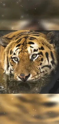 This mobile wallpaper presents a close-up of a tiger standing in a waterbody, captured in 64x64 pixels by Brian Thomas's photography