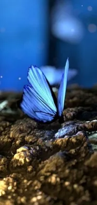 This phone live wallpaper features a stunning close up of a butterfly perched on a rock