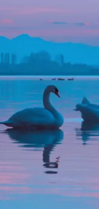 This stunning live wallpaper depicts two swans gliding on a beautiful lake with shimmering reflections