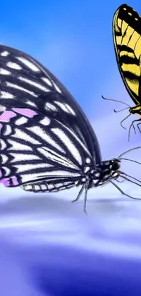 Enhance your phone screen with this captivating live wallpaper featuring two beautiful butterflies