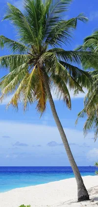 This <a href="/">live phone wallpaper</a> features two palm trees swaying on a sandy beach with a background photo of the stunning Maldives