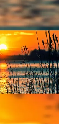 Enjoy a stunning live wallpaper that captures the beauty of a setting sun over water