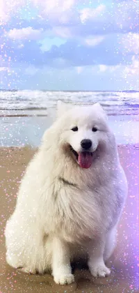 This live wallpaper depicts a white Samoyed dog sitting on a sandy beach, with baroque-inspired details