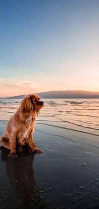 Transform your phone screen with this stunning live wallpaper featuring a dog sitting on the beach at sunset