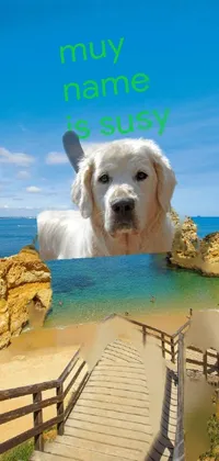Water Sky Dog Live Wallpaper