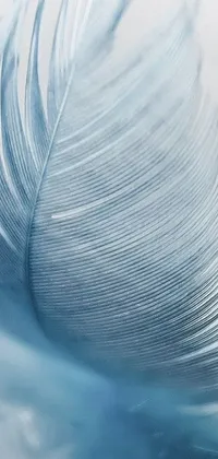 This phone live wallpaper showcases a stunning macro photograph of a blue feather on a white background