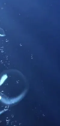 This stunning live wallpaper depicts a group of graceful jellyfish floating on a body of water