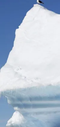 This phone live wallpaper features a stunning hyperrealistic painting of a bird perched on top of an iceberg, set in a snowy environment