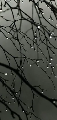 Looking for a captivating and eerie live wallpaper for your phone? Discover this striking black and white photo of water droplets on a tree branch
