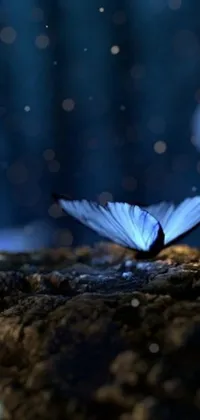 This phone live wallpaper features a stunning digital art creation depicting a beautiful butterfly delicately perched on a rock, set against a backdrop of mesmerizing blue fireflies