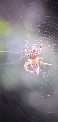 This live phone wallpaper showcases a spider sitting atop a spider web, captured up-close with a 120mm macro lens