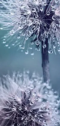 This stunning live phone wallpaper showcases the beauty of nature with two delicate dandelions, each adorned with shining water droplets
