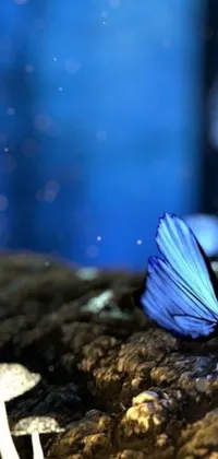 Looking for a stunning live wallpaper for your phone? Check out this gorgeous blue butterfly sitting on a rock in a bioluminescent forest on Pixabay