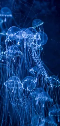 This phone live wallpaper features beautiful jellyfish floating on serene blue water, surrounded by strings of code