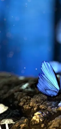This phone live wallpaper displays a beautiful butterfly on a rock next to a mushroom