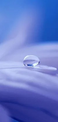 This blue-themed phone live wallpaper is a piece of art featuring a detailed macro photograph of a white flower with a drop of water placed gently on one of its petals