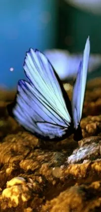 This stunning live wallpaper features a close-up, high-quality 3D render of a beautiful butterfly resting on a rock