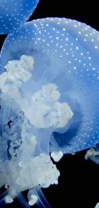 This live wallpaper features a mesmerizing group of jellyfish swimming in a vibrant blue sea