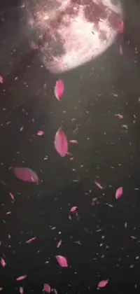 Water Sky Pink Live Wallpaper
