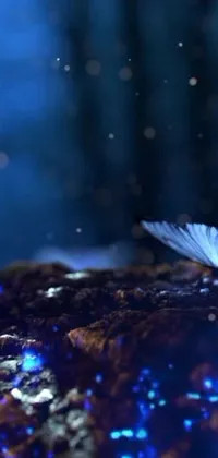 This phone live wallpaper features a stunning close-up of a colourful butterfly perched on a rock in a moonlit, starry sky environment