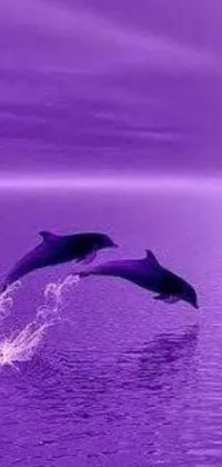This stunning phone live wallpaper showcases two playful dolphins jumping out of the water against a romanticism-inspired background