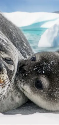 This live wallpaper features a charming image of two seals resting on snow-covered terrain