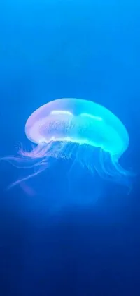 This phone live wallpaper features a stunning jellyfish drifting in tranquil blue waters