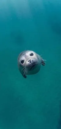 This live wallpaper for phones showcases a stunning close-up shot of a seal in a crystal-clear body of water