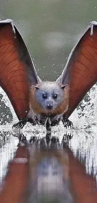 This live wallpaper features a captivating close-up shot of a bat in flight over a mesmerizing body of water