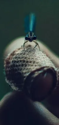This live wallpaper showcases a beautifully detailed macro shot of a ring being held by a hand