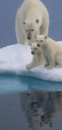 Water Snow Polar Bear Live Wallpaper