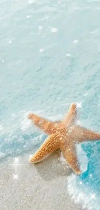 Water Starfish Marine Invertebrates Live Wallpaper