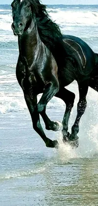 This stunning phone live wallpaper showcases a powerful black horse charging through shallow water on a dreamy beach