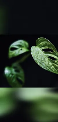 Water Terrestrial Plant Plant Live Wallpaper
