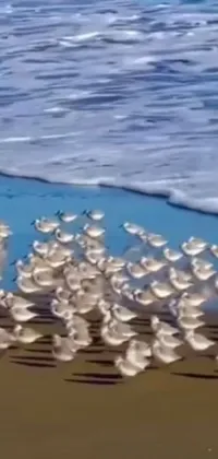 This phone live wallpaper features a flock of funny cartoonish birds standing on a beach by the ocean