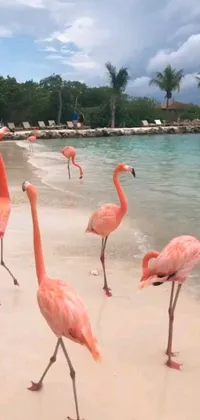 This phone live wallpaper depicts a flock of flamingos strolling along a captivating Caribbean beach