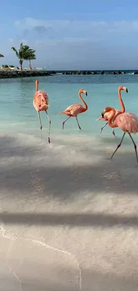 This phone live wallpaper showcases a vivid photorealistic painting of flamingos on a sandy beach