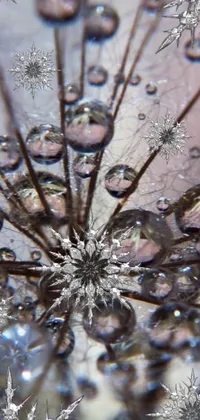 This phone live wallpaper features a detailed close up of a water droplet-covered dandelion and a glittering silver ornament against a background of green leaves and grass