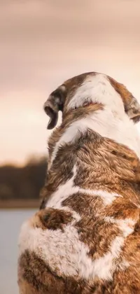 This phone live wallpaper features a brown and white canine sitting beside placid waters
