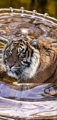 This phone live wallpaper features a close-up of a tiger drinking water in a calm river, surrounded by green vegetation