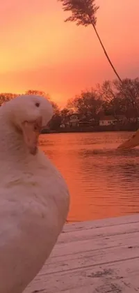 This live wallpaper depicts two adorable white ducks on a dock overlooking a serene body of water