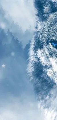 This stunning live wallpaper showcases a majestic wolf with striking blue eyes, set against a snowy landscape and a beautiful blue background