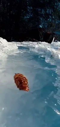 This stunning phone live wallpaper features a realistic painting of a lovable dog enjoying a swim in a crystal-clear pool